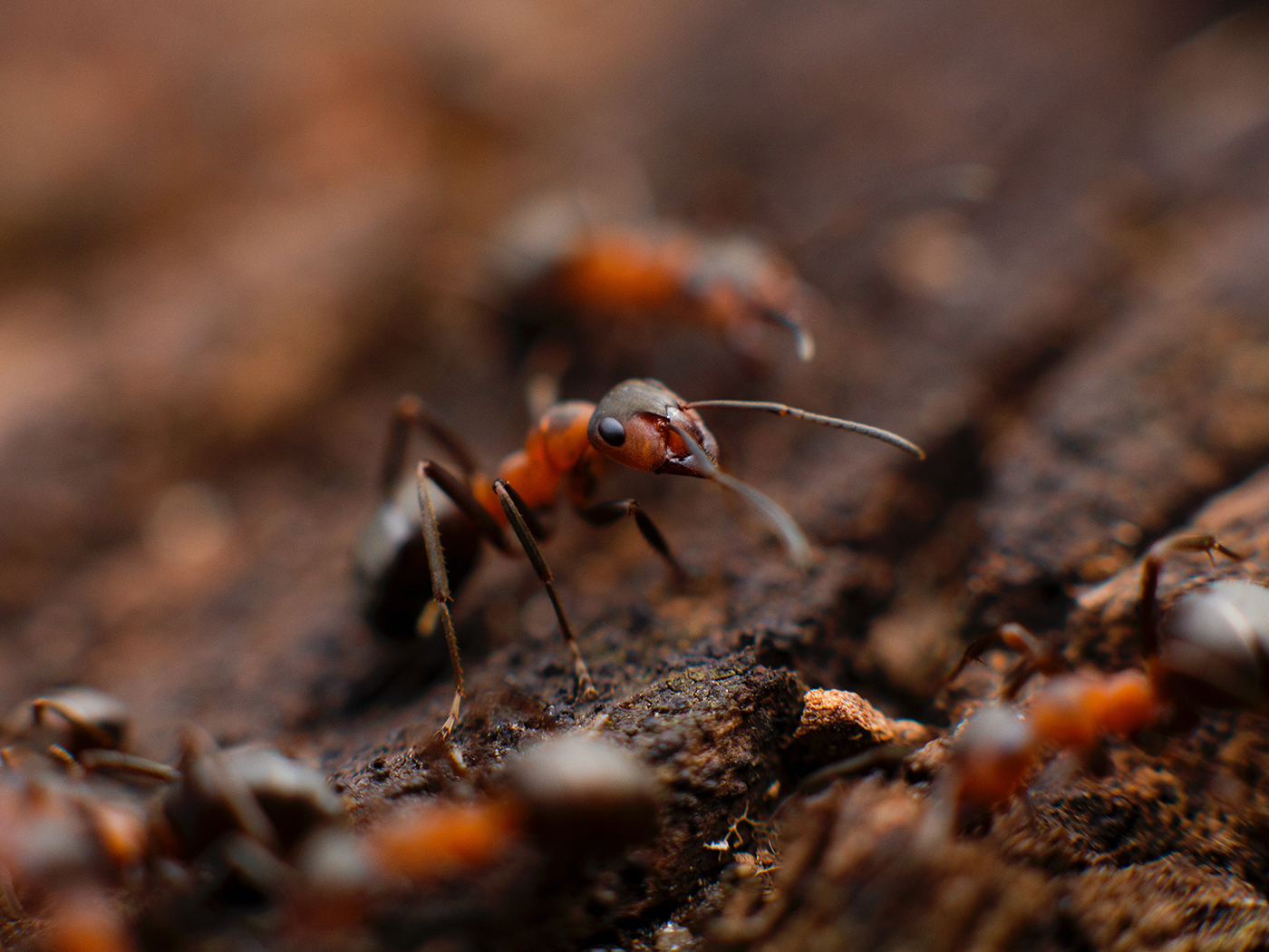 ant  computer